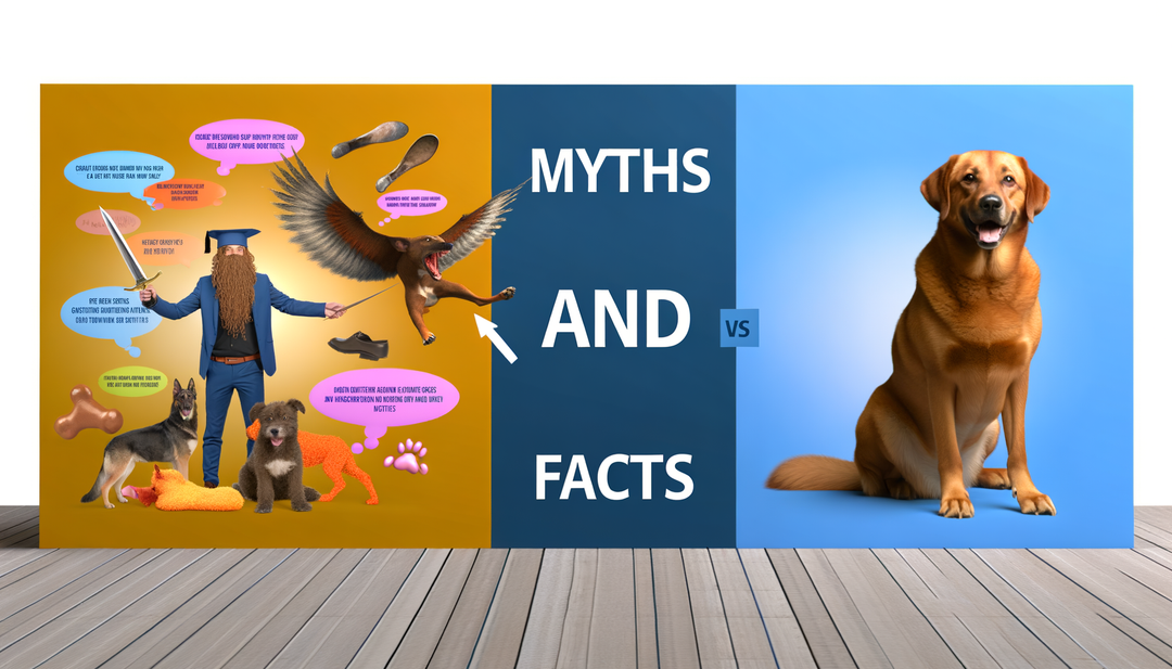 Hunde-Mythen und Fakten: Ein Must-Watch!
